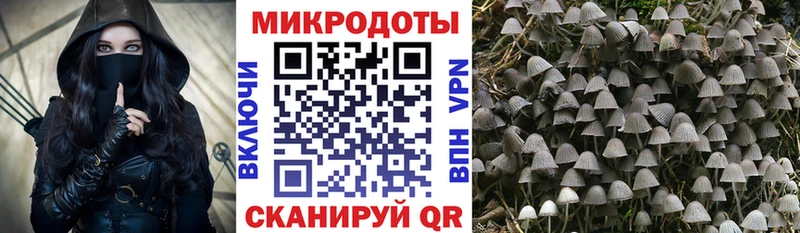 дарнет шоп  Советская Гавань  Псилоцибиновые грибы Cubensis 